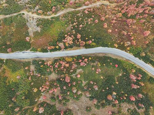 road aerial photography of road between forest drone view